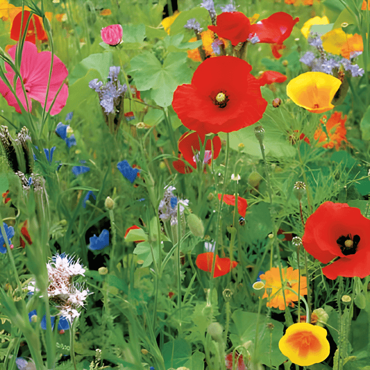 Wildflower Mix Seeds Linum Usitatissimum Annual Perennial Flowers