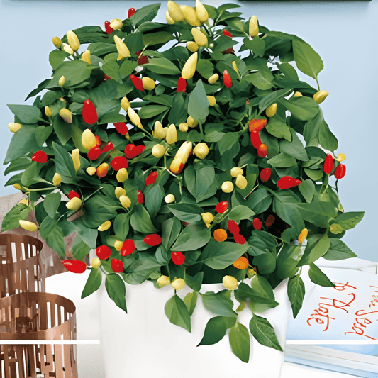 Ornamental Pepper Seeds Capsicum Annuum Dwarf Mixed Variety