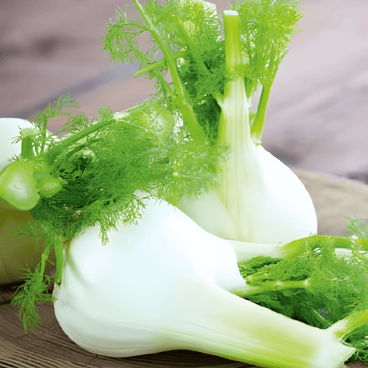Fennel Seeds Foeniculum Vulgare Zefa Fino Variety