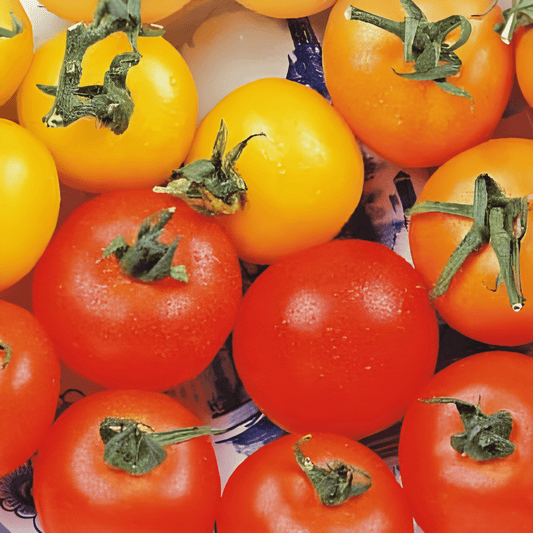 Tomato Color Mix Seeds Solanum Lycopersicum Multicolor Salad Garnish