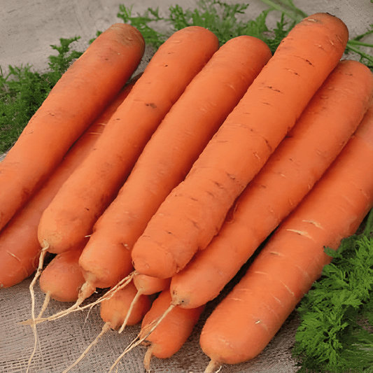 Summer Carrot Nantes Seeds Daucus Carota Sweet High Yield