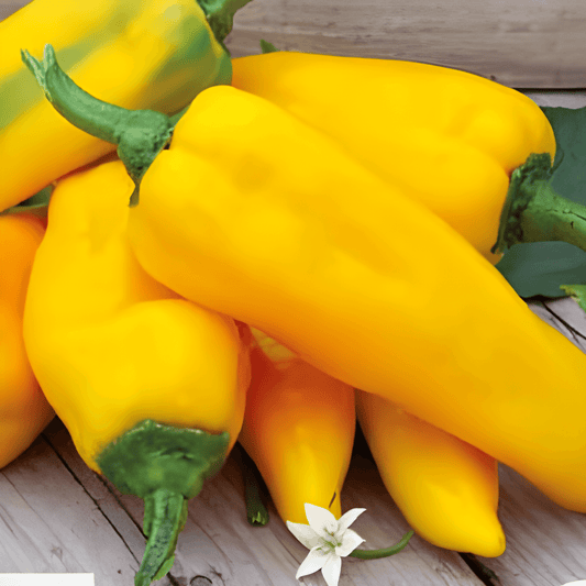 Pointed Pepper Seeds Capsicum Annuum Ora Long Yellow Variety