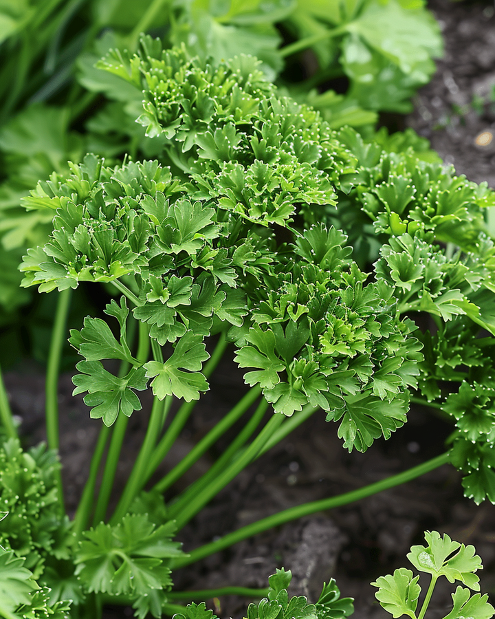 Parsley Seeds Thujade Dark Green Petroselinum Crispum Herb Variety