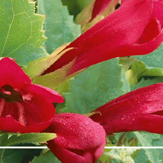 Climbing Flowers Seeds Asarina Wislizensis Red Dragon Carmine