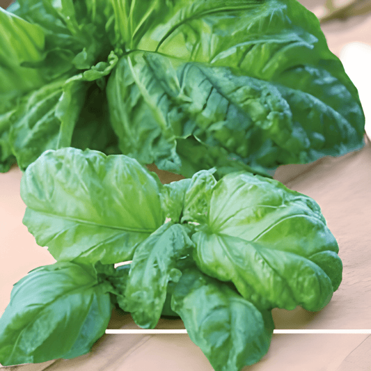 Basil Napolitano Seeds Ocimum Basilicum Large Fragrant Leaves