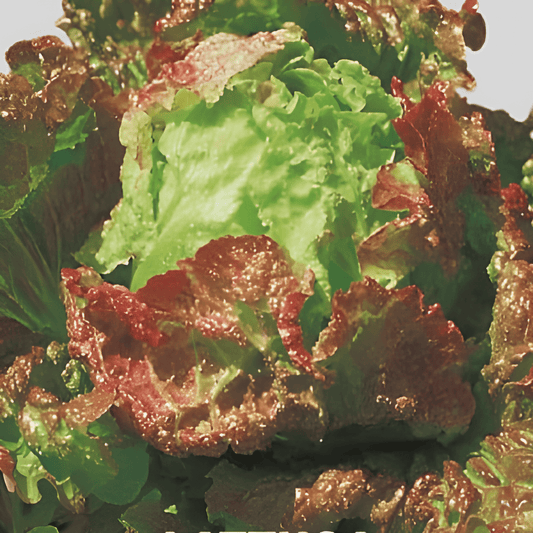 Drunken Salad Lactuca Sativa L. Vegetable Seeds Large Heads