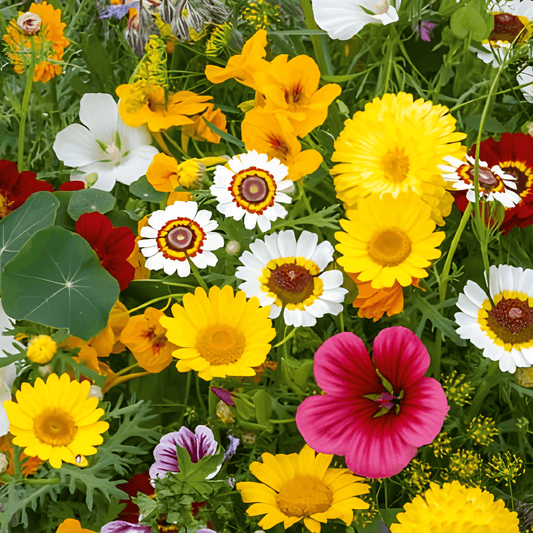 Edible Flowers Mix Seeds Colorful Assortment For Culinary Use