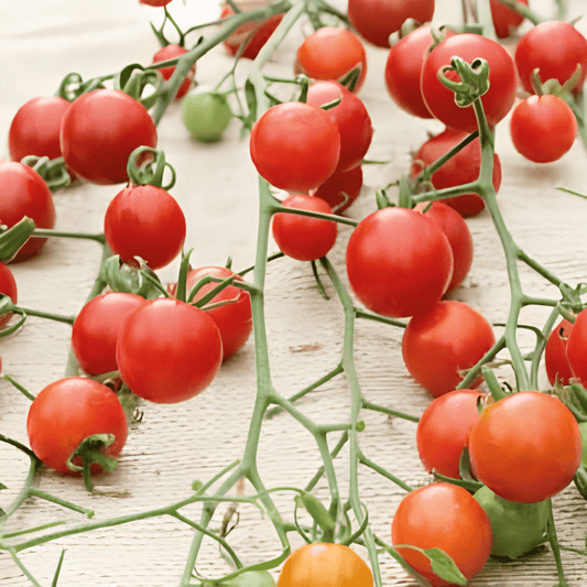 Super Sweet 100 F1 Cherry Tomato Seeds Solanum Lycopersicum