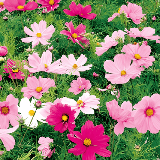 Cosmos Dwarf Sensation Seeds Cosmos Bipinnatus Annual Flowers