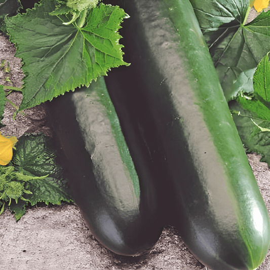 Cucumber Johanna Seeds Cucumis Sativus Fresh Vegetable Variety