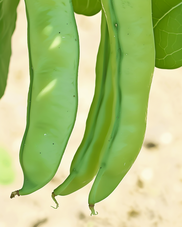 Organic Broad Bean Seeds White Moon Phaseolus Vulgaris 50g