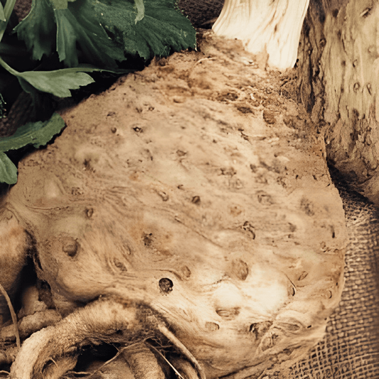 Celeriac Monarch Apium Graveolens Celeriac Seeds Large Bulb Variety