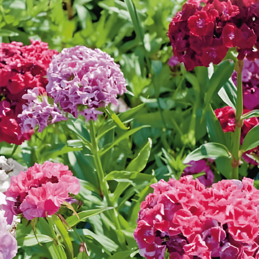 Double-flowered Sweet William Seeds Dianthus Barbatus Mixed Colors