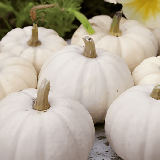 Baby Boo Pumpkin Seeds Cucurbita Pepo Small White Edible