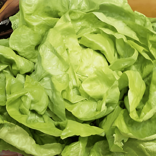 Butterhead Lettuce Seeds Thick Blonde Lactuca Sativa Slow Bolting