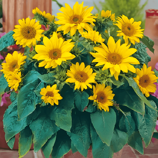 Dwarf Sunflower Seeds Helianthus Annuus Pacino Variety