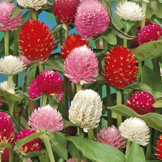 Gomphrena Seeds Gomphrena Globosa Mixed Flower Annual Variety