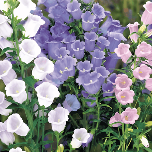 Campanula Seeds Mariette Bell Single-flowered Mixed Campanula Medium