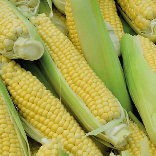 Sweet Corn Golden Bantam Seeds Zea Mays Vegetable Variety