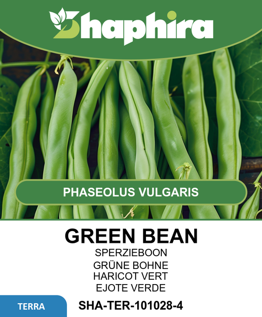 Processor Green Bean Seeds Phaseolus Vulgaris Stringless Dark Green Beans