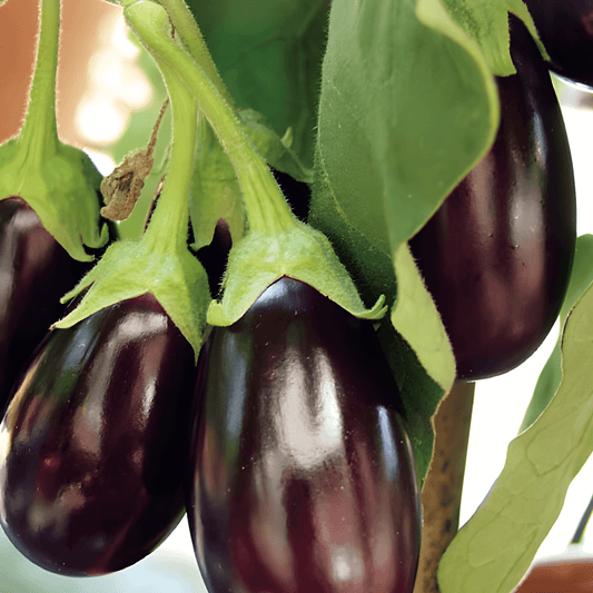 Mini Eggplant Ophelia F1 Seeds Solanum Melongena Variety