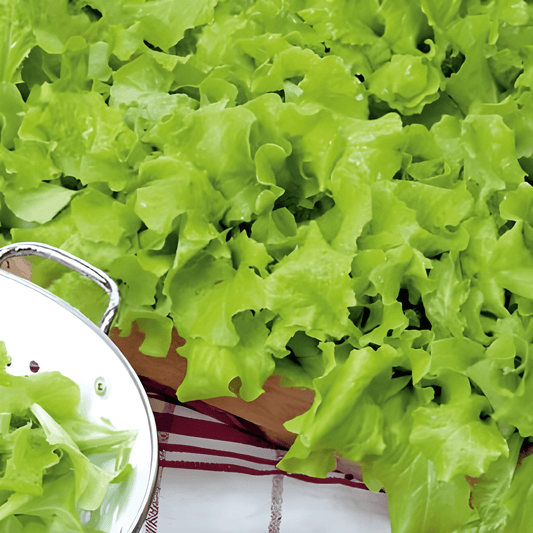 Australian Yellow Leaf Lettuce Seeds Lactuca Sativa Vegetable