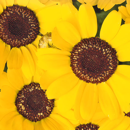 Chrysanthemum Seeds Eldorado Yellow Chrysanthemum Segetum Annual Flowers