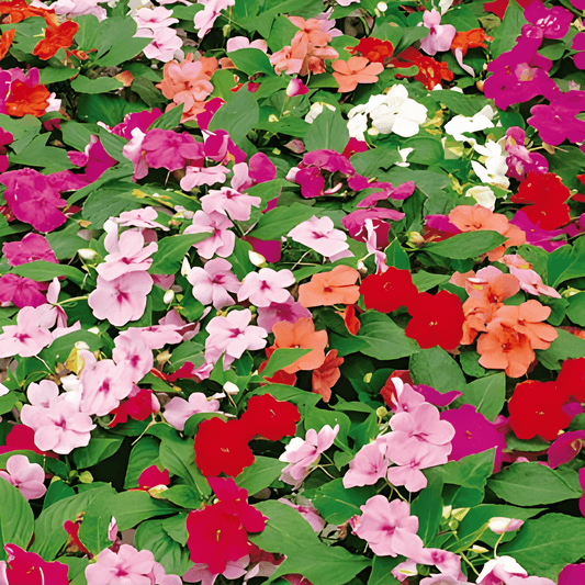 Busy Lizzie Seeds Impatiens Walleriana Baby Mixed Colors