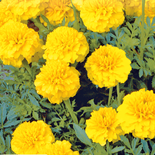 African Marigold Seeds Tagetes Patula Nana Petite Yellow