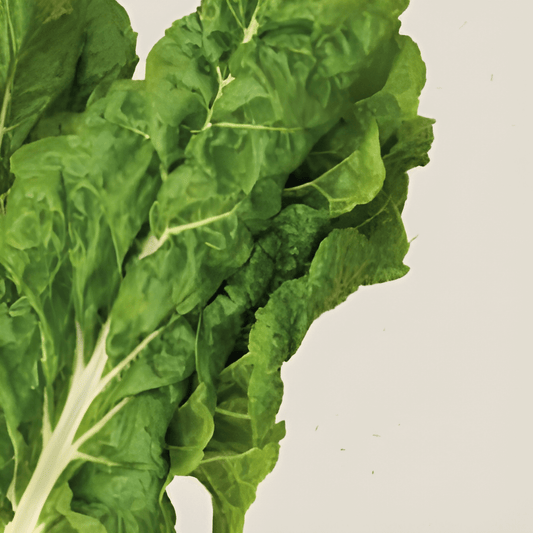 Organic Swiss Chard Seeds Beta Vulgaris White Silver 2 Variety