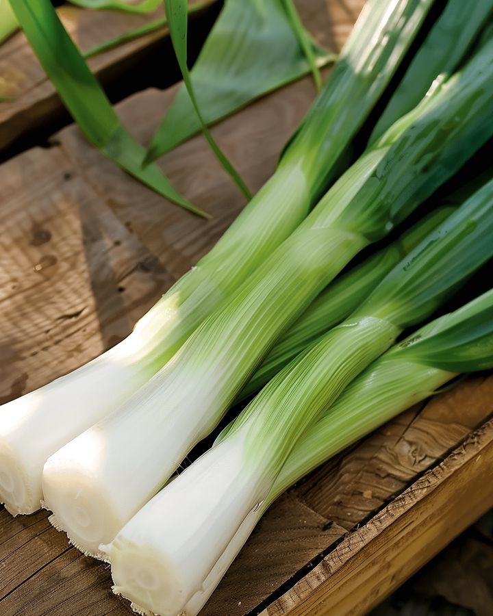 Leek Seeds Autumn Giant 3 Elephant Allium Porrum Vegetables