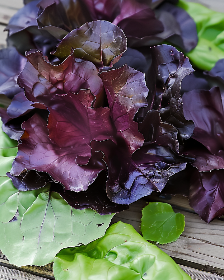 Mini Lettuce Moonred Seeds Lactuca Sativa Red Looseleaf Variety