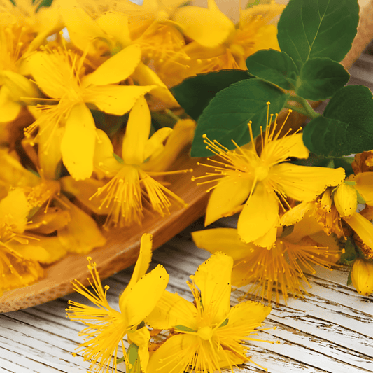St. Johns Wort Seeds Hypericum Perforatum Yellow Flowering Perennial Herb