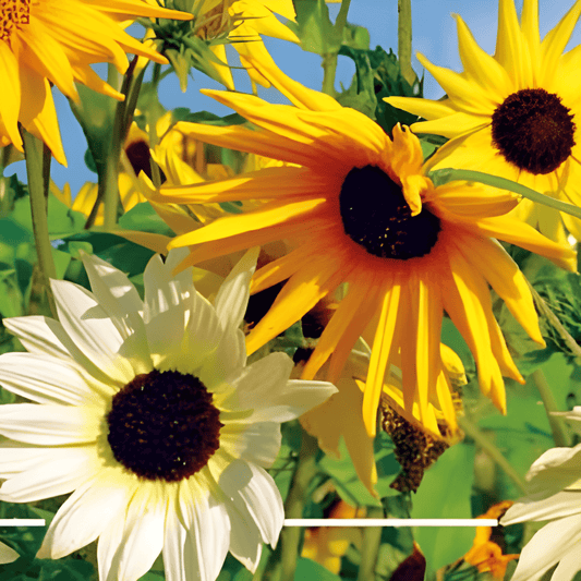 Sunflower Esther Helianthus Debilis Seeds Annual Cut Flower Seeds