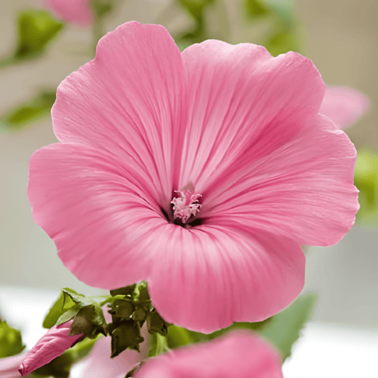 Silver Cup Mallow Lavatera Trimestris Flower Seeds Annual Blooming