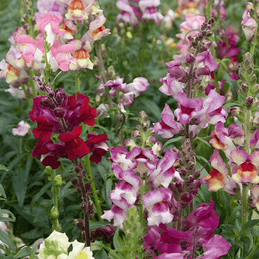 Snapdragon Tetraploid Seeds Antirrhinum Majus Nanum Mixed Flowers
