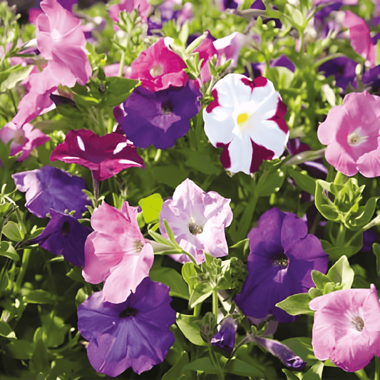 Petunia Seeds Petunia X Hybrida Lightly Mixed Annual Flowers