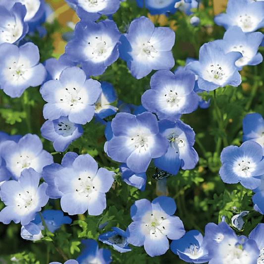 Nemophila Menziesii Nemophila Seeds Sky Blue Annual Flowers