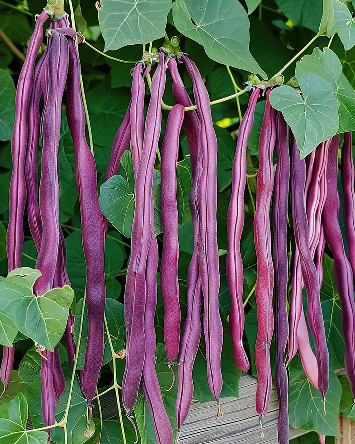 Purple Yardlong Beans Vigna Sesquipedalis Seeds Long Purple Pods