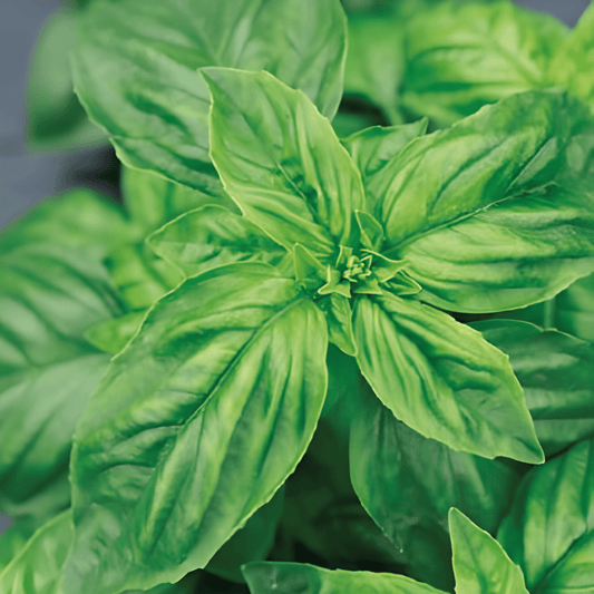 Large-leafed Basil Seeds Ocimum Basilicum Aromatic Herb Seeds