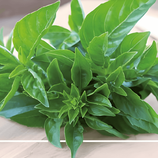 Small-leaved Basil Seeds Ocimum Basilicum Aromatic Herb Variety