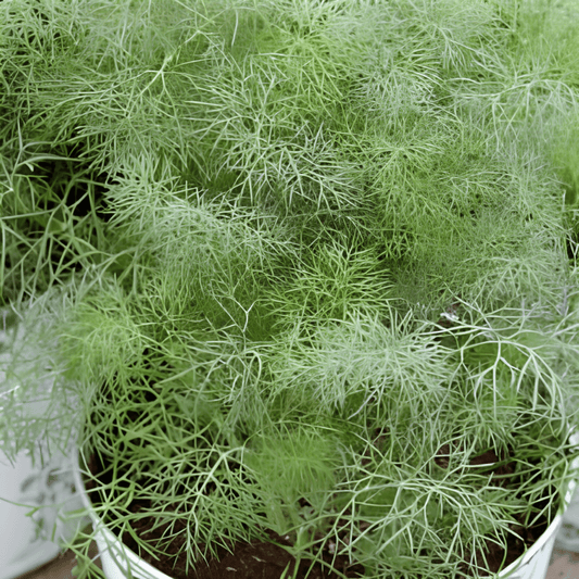 Dill Seeds Anethum Graveolens Nano Compact Slow Bolting Variety