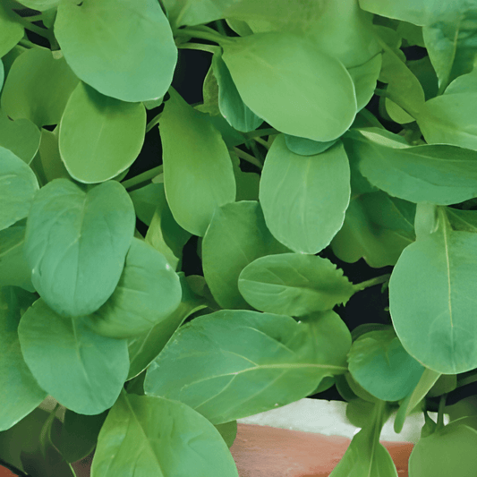 Arugula Seeds Eruca Sativa Fast Growing Spicy Nutty Flavor