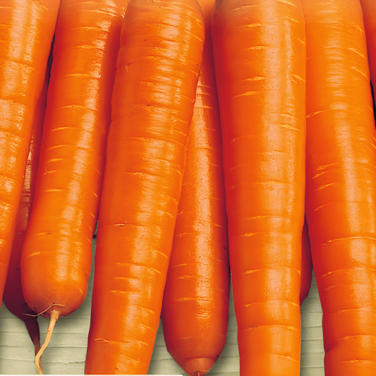 Nantes Carrot Seeds Daucus Carota Medium Length Sweet Summer Variety