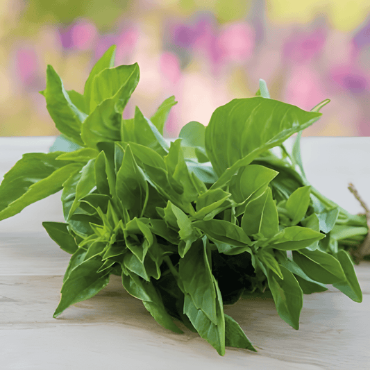 Basil Seeds Ocimum Basilicum Fine Leaf Culinary Herb Seeds