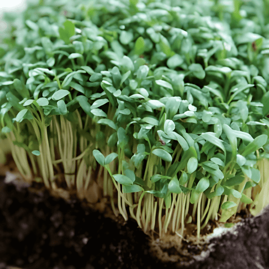 Garden Cress Seeds Broadleaf Lepidium Sativum For Indoor Or Outdoor