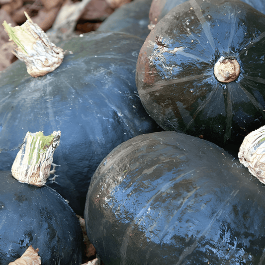 Sweet Pumpkin Seeds Cucurbita Maxima Sweet Mama F1 Variety