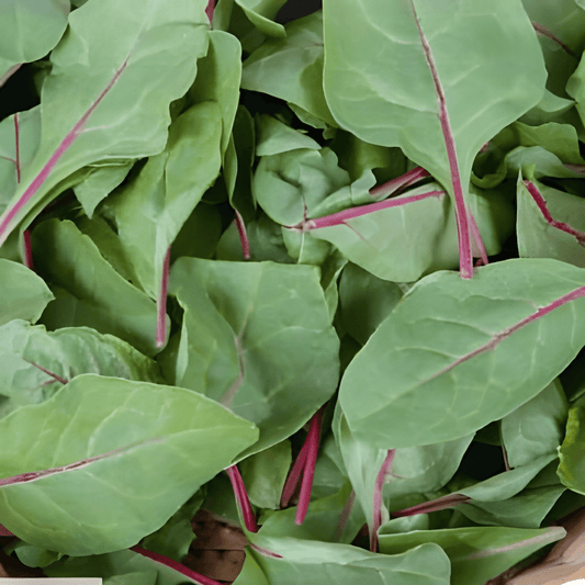 Red Kitten Spinach Seeds Spinacia Oleracea Vegetable Seeds