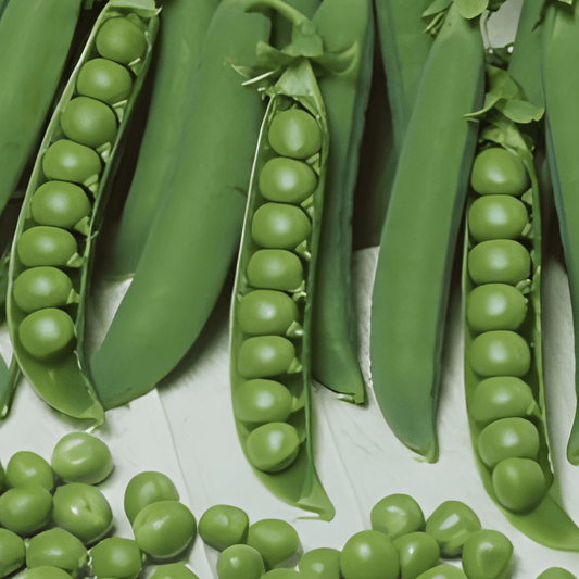 Dried Peas Vidor Seeds Pisum Sativum Medium Early Variety