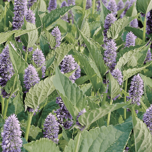 Agastache Dropplant Seeds Agastache Foeniculum Herb Variety